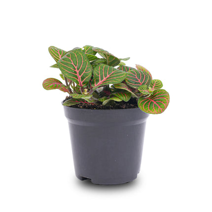 Fittonia Bubble Red - Red and green - Mosaic plant