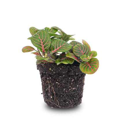 Fittonia Bubble Red - Red and green - Mosaic plant