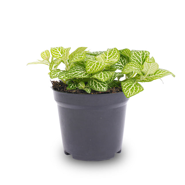 Fittonia Joly Lemon- Mosaikpflanze