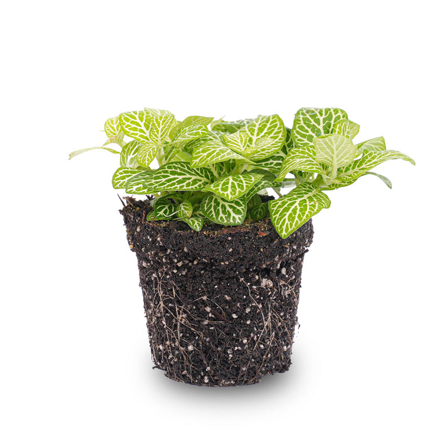 Fittonia Joly Lemon- Mosaikpflanze