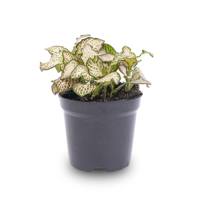 Fittonia Pink Tiger - Mosaikpflanze