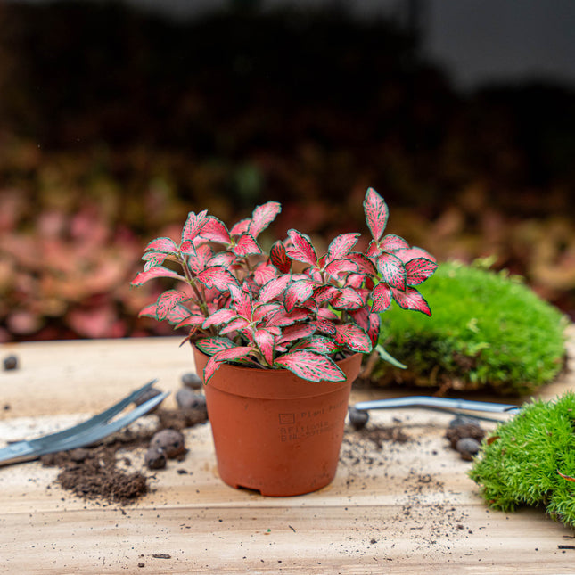 Fittonia Rot - Mosaikpflanze