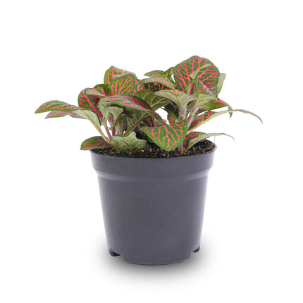 Fittonia red - Plante mosaïque