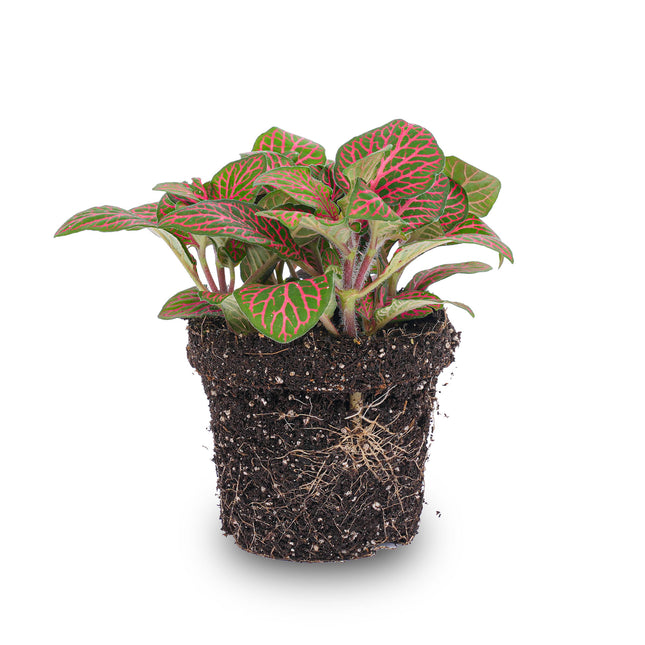 Fittonia Rot - Mosaikpflanze