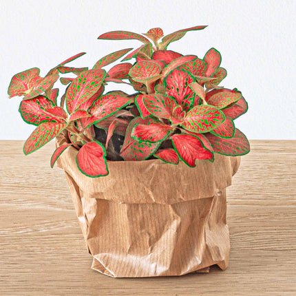 Plant terrarium package - Coffea Arabica - 3 terrarium plants - Refill & Starter package - DIY Terrarium kit