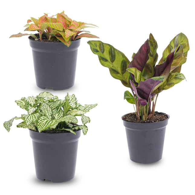 Plant terrarium set - Lancifolia - 3 plants - Calathea Lancifolia - Red & White Fittonia