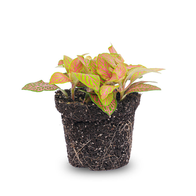  Fittonia Orange - Pink - Ruby Lime - Mosaikpflanze