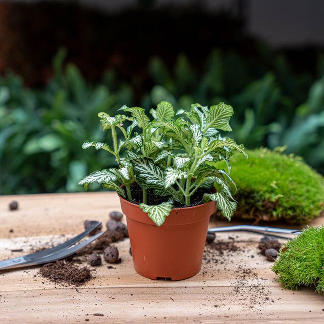 Plant terrarium set - Lancifolia - 3 plants - Calathea Lancifolia - Red & White Fittonia