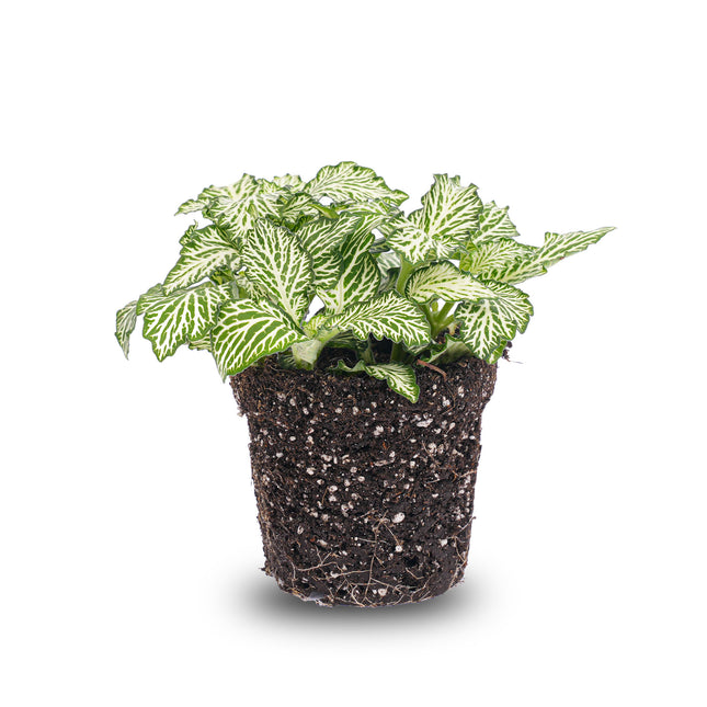 Fittonia White - White Tiger - Mosaikpflanze