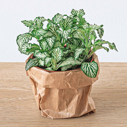 Plant terrarium package - Coffea Arabica - 3 terrarium plants - Refill & Starter package - DIY Terrarium kit