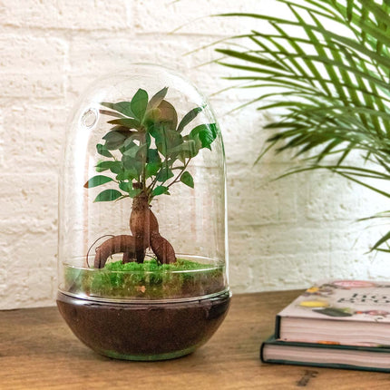 Kit de bricolaje para terrario • Egg Coffea Arabica • Ecosistema con plantas • ↑ 25 cm