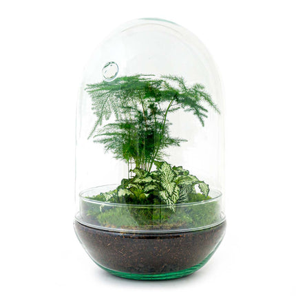 Kit DIY Terrarium • Egg Coffea Arabica • Écosystème avec plantes • ↑ 25 cm