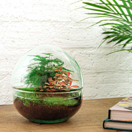 Kit DIY Terrarium • Dôme • Écosystème avec plantes • ↑ 20 cm