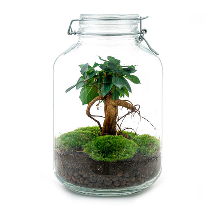 Jar Terrarium Kit - Calathea Lancifolia - Bottle Garden - ↑ 28 cm