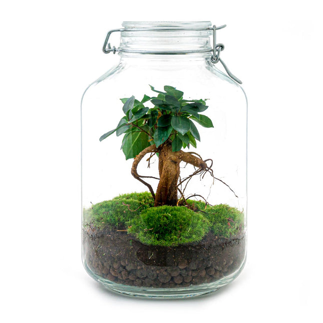JAR - Terrarium Weckpot - Bottle garden DIY kit - Ø 18 cm ↑ 28 cm