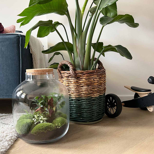 Pflanzenterrarium - flaschengarten