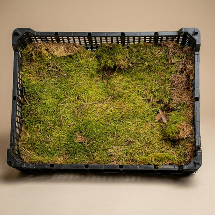 Plattmoos - Getrocknet - ca. 30 x 20 cm - 1 Box