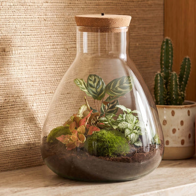 Sam Calathea - Terrario con luce - Kit fai da te giardino in bottiglia - ↑ 30 cm Ø 24,5 cm