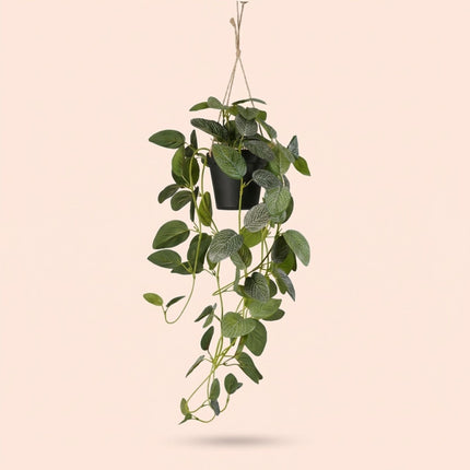 Artificial Fittonia - Hanging plant in pot - Green & White - 70 cm