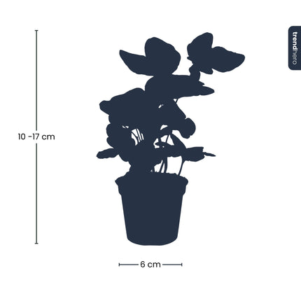 Hedera helix - Ø 6 cm - Houseplant & Terrarium plant