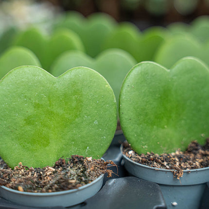 Hoya Kerrii - Heartplant - ↑ 10 cm - ⌀ 6 cm