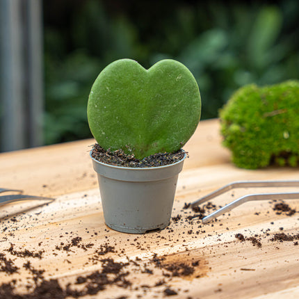 Hoya Kerrii - Heartplant - ↑ 10 cm - ⌀ 6 cm