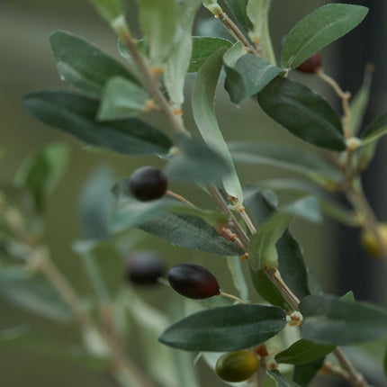 Olivenbaum Mini in Topf 65cm - Kunstpflanze