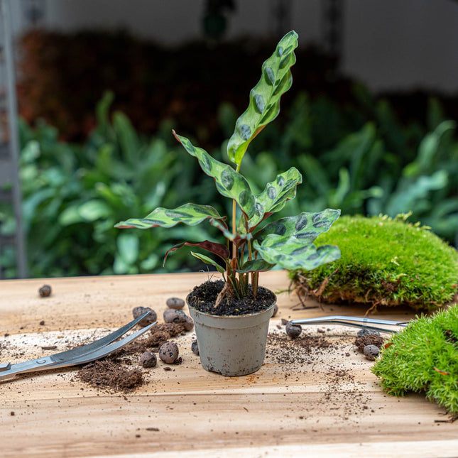 Calathea Lancifolia – Pfauenpflanze – Terrarienpflanze