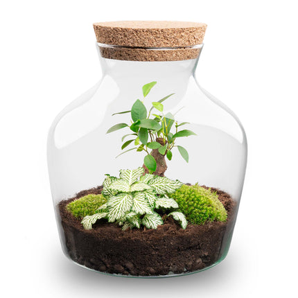 Kit de bricolaje para terrario • Little Joe • Ecosistema con plantas • ↑ 21,5 cm