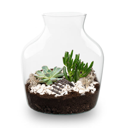 Little Joe Succulent - Offenes Terrarium - Flaschengarten DIY Kit - Ø 20 cm ↑ 22 cm