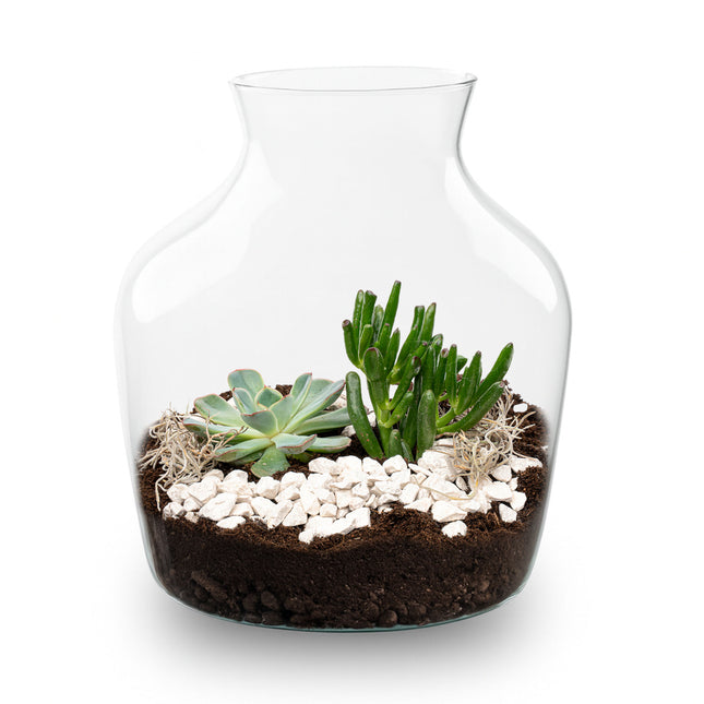 Little Joe Succulent - Offenes Terrarium - Flaschengarten DIY Kit - Ø 20 cm ↑ 22 cm