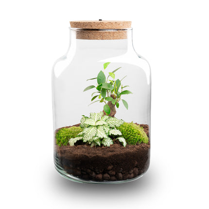 Kit de Terrarium DIY - Little Milky + Lumière LED - ↑ 25 cm