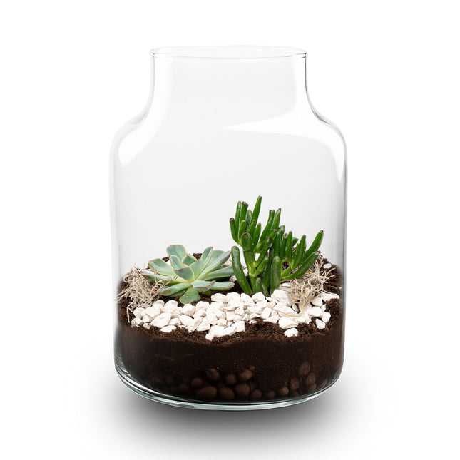 Little Milky Succulent - Offenes Terrarium - Flaschengarten DIY Kit - Ø 17 cm ↑ 25 cm