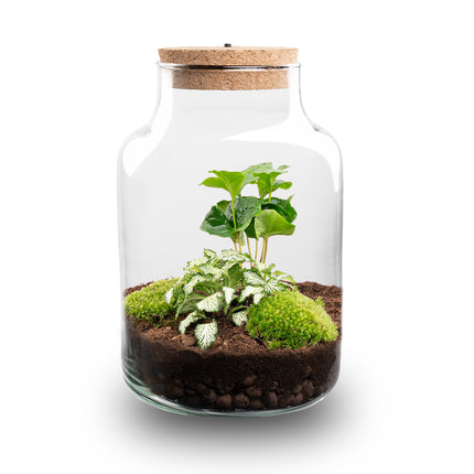 Kit de Terrarium DIY - Little Milky + Lumière LED - ↑ 25 cm