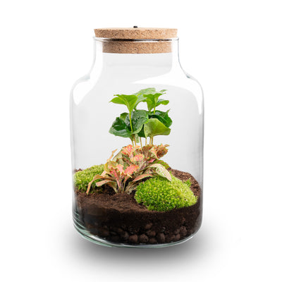 Little Milky - Coffea + Fittonia - Terrario con luce - Kit fai da te giardino in bottiglia - ↑ 25 cm Ø 17 cm