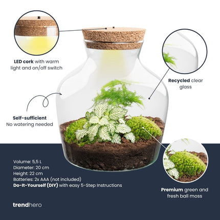  Little Joe - Flaschengarten mit Licht - DIY Terrarium mit Pflanzen im Glas - Ø 20 cm ↑ 22 cm