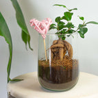 Ficus Ginseng Bonsai / With heart