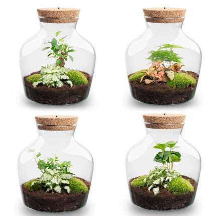  Little Joe - Flaschengarten mit Licht - DIY Terrarium mit Pflanzen im Glas - Ø 20 cm ↑ 22 cm
