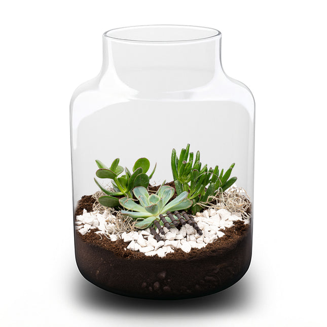 Milky Succulent - Offenes Terrarium - Flaschengarten DIY Kit - Ø 21 cm ↑ 30 cm