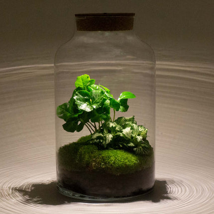 Terrarium DIY Kit - Milky Coffea with Light - Bottle Garden - ↑ 31 cm