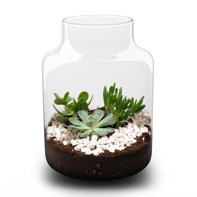Milky Succulent - Offenes Terrarium - Flaschengarten DIY Kit - Ø 21 cm ↑ 30 cm