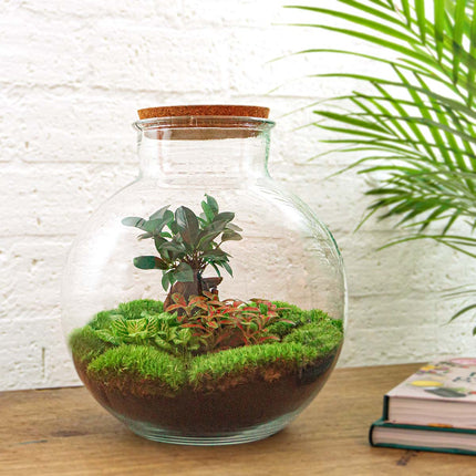 Kit DIY para terrario • Bolder Bob • Ecosistema con plantas • ↑ 30 cm