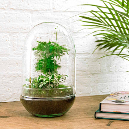 Kit DIY Terrarium • Egg Coffea Arabica • Écosystème avec plantes • ↑ 25 cm