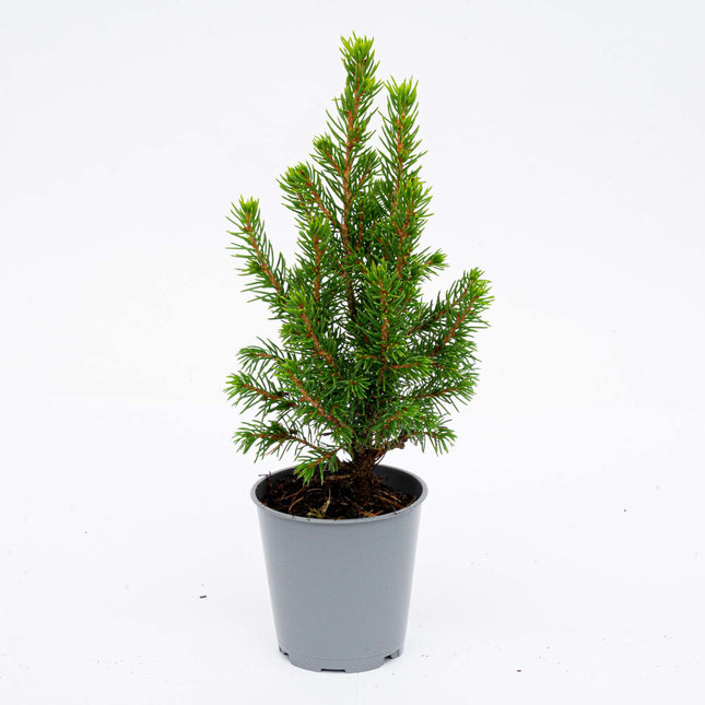 Mini-Weihnachtsbaum - ↑15-20 cm - Ø 6 cm Picea Glauca Perfect
