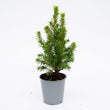 Mini Christmas Tree - ↑15-20 cm - Ø 6 cm Picea Glauca Perfecta
