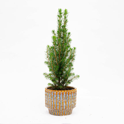 Mini-Weihnachtsbaum - Chamaecyparis - 25-30 cm hoch