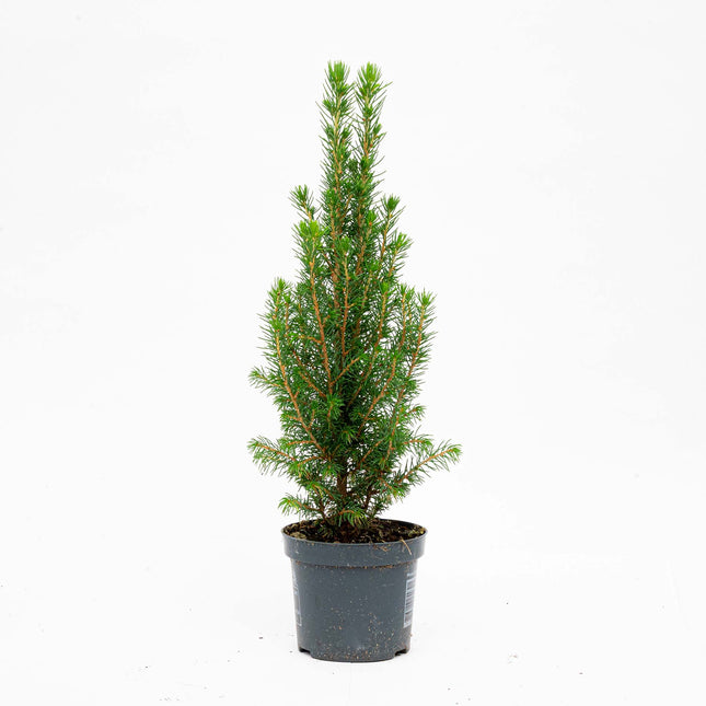 Mini-Weihnachtsbaum - Chamaecyparis - 25-30 cm hoch