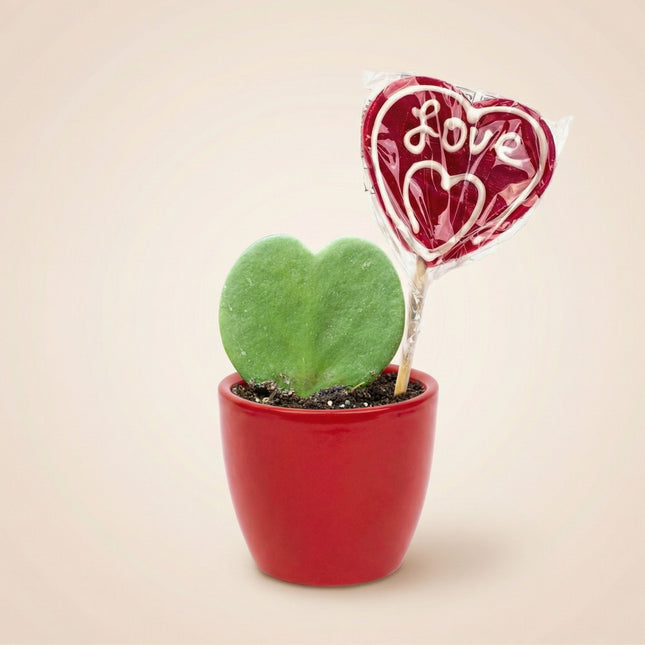 Sweetheart Plant Set - Green Mini Gift - Pot & Plant Set - Red or Pink