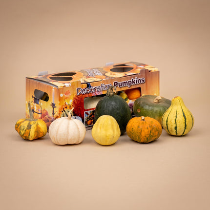 Echte Kürbis Giftbox - 7 Zierkürbisse - Ø ca. 8 cm