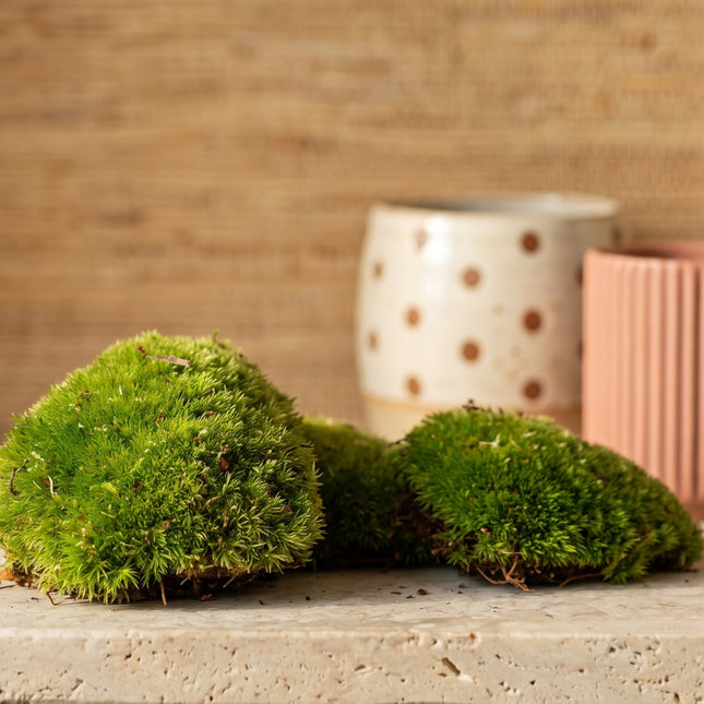 Live Cushion Moss - Premium Fresh Moss - Bun Moss - Pillow Moss - Leucobryum glaucum